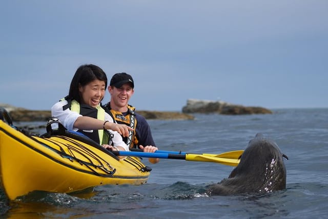 NZ Fur Seal Encounter